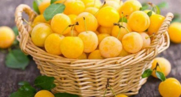 Top 5 receptů, jak správně zamrazit třešňovou švestku na zimu v mrazáku